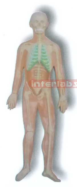 MAGNET-HANGING HUMAN SKELETON SYSTEM MODEL